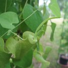 5 seeds - Aristolochia pohliana Plant #ggvm5