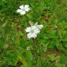 20 seeds - Silene alpestris Plant #ggvm5