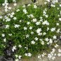 20 seeds - Silene alpestris Plant #ggvm5
