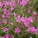 20 seeds - Silene schafta Shell Pink Plant #ggvm5