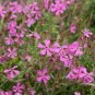 20 seeds - Silene schafta Shell Pink Plant #ggvm5
