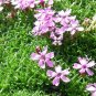 20 seeds - Silene schafta Shell Pink Plant #ggvm5