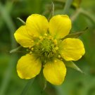 10 seeds - Geum urbanum Wood Avens Plant #ggvm5