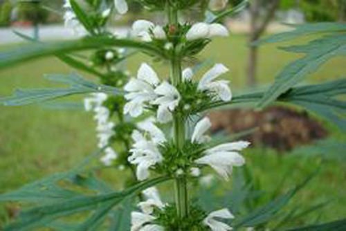 10 seeds - Leonurus japonicus var. alba White Lions Ear Plant #ggvm5