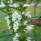 10 seeds - Leonurus japonicus var. alba White Lions Ear Plant #ggvm5