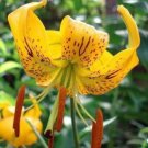 10 seeds - Lilium amabile var. luteum Plant #ggvm5