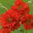 10 seeds - Geum Red Dragon Plant #ggvm5