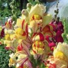 100 seeds - Antirrhinum majus Torbay Rock Plant #ggvm5