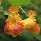 10 seeds - Impatiens capensis Jewelweed Plant #ggvm5
