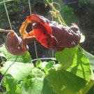 10 seeds - Aristolochia galeata Nova Odessa Plant #ggvm5