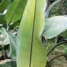 10 seeds - Banana - Musa nagensium Plant #ggvm5