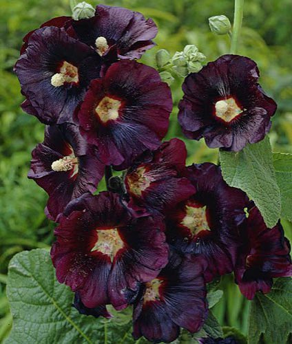10 seeds - Alcea rosea Nigra Hollyhawk Plant #ggvm5