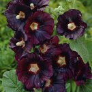10 seeds - Alcea rosea Nigra Hollyhawk Plant #ggvm5