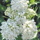 10 seeds - Asclepias incarnata Milkmaid (Monarch Host Plants) #ggvm5