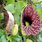 10 seeds - Aristolochia littoralis Birthwort Vine Plant #ggvm5