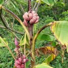 10 seeds - Musa velutina - Pink Fruiting Banana Plant #ggvm5