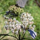 10 seeds - Asclepias fascicularis Narrowleaf Milkweed Plant #ggvm5
