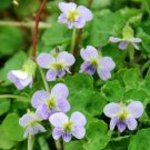 10 seeds - Viola pauanum Plant #ggvm5