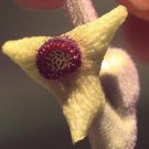 10 seeds - Aristolochia tomentosa Wooly pipevine Plant #ggvm5