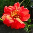 10 seeds - Geum Double Bloody Mary Plant #ggvm5