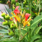 5 seeds - Canna patens | indica red & gold indian shot Plant #ggvm5