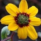 15 seeds - Berlandiera lyrata Chocolate Flower Fragrant Plant #ggvm5
