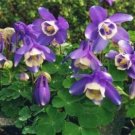 10 seeds - Aquilegia discolor Spanish Columbine Plant #ggvm5
