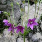 20 seeds - Cortusa matthioli Primula Plant #ggvm5