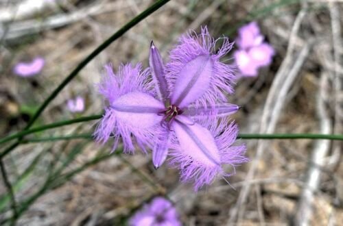 8 seeds - Thysanotus pyramidalis Rare Fringe Lily Plant #ggvm5