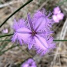 8 seeds - Thysanotus pyramidalis Rare Fringe Lily Plant #ggvm5