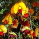 10 seeds - Chorizema dicksonii Yellow-eyed Flame Pea Plant #ggvm5