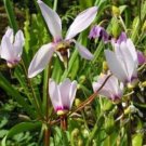 10 seeds - Dodecatheon meadia Shooting Star Plant #ggvm5
