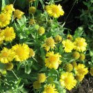 20 seeds - Gaillardia Gallo Yellow Blanket Flower Plant #ggvm5