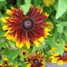 200 seeds - Rudbeckia hirta Becky Plant #ggvm5