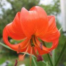 10 seeds - Lilium pumilum Siberian Turks Cap Lily Plant #ggvm5