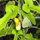 10 seeds - Aristolochia heterophylla Plant #ggvm5