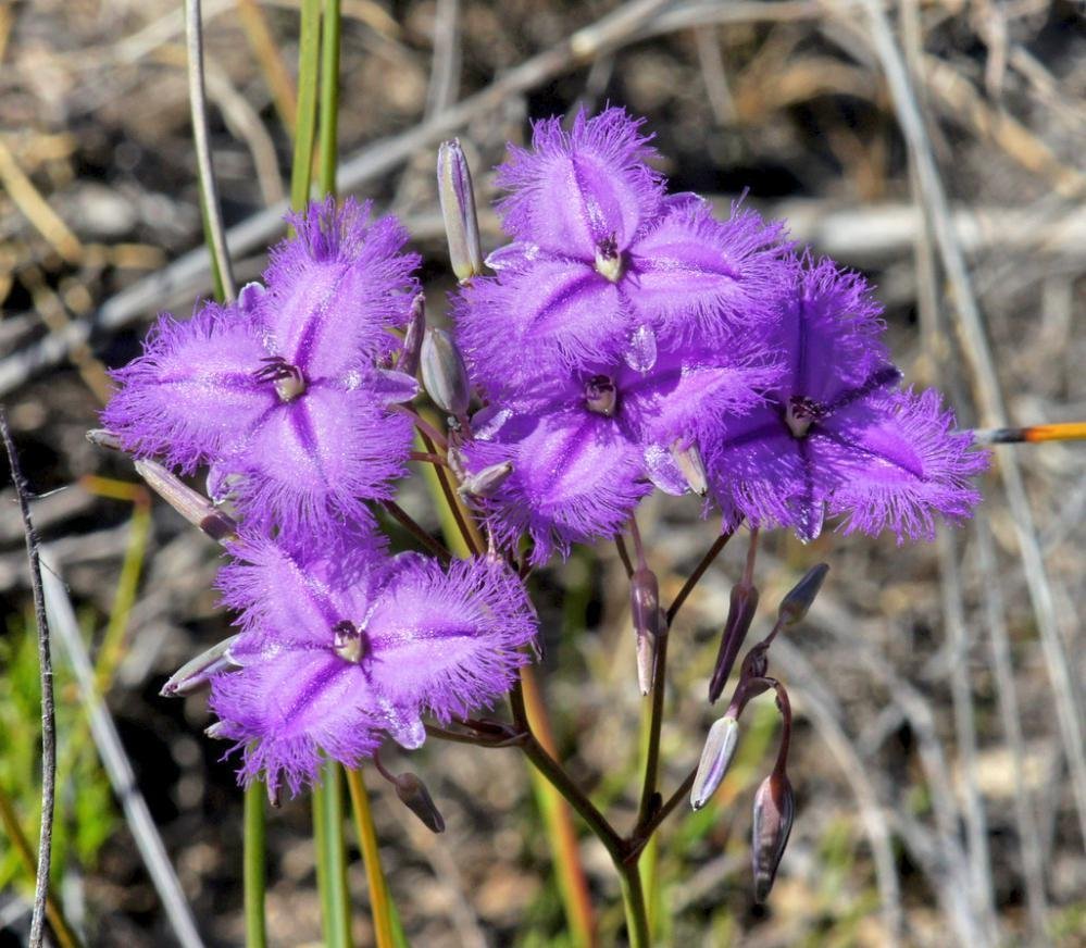 8 seeds - Thysanotus multiflorus - Many Flowered Fringe Lily Plant #ggvm5
