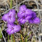 8 seeds - Thysanotus multiflorus - Many Flowered Fringe Lily Plant #ggvm5