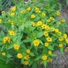 10 seeds - Melampodium divaricatum Butter daisy Plant #ggvm5