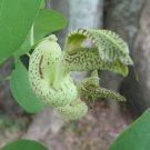 10 seeds - Aristolochia gilbertii Plant #ggvm5