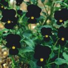 20 seeds - Viola tricolor Sawyers Black Plant #ggvm5