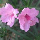 10 seeds - Ruellia brittoniana - Chi Chi Mexican Petunia Plant #ggvm5