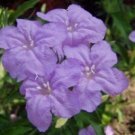 10 seeds - Hairy Wild Petunia Rare Find - Ruellia humilis Plant #ggvm5