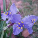 15 seeds - Tradescanta bracteata Prairie Spiderwort Rare Plant #ggvm5