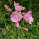 15 seeds - Malva alcea Fastigiata Plant #ggvm5
