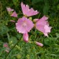 15 seeds - Malva alcea Fastigiata Plant #ggvm5