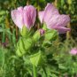 15 seeds - Malva alcea Fastigiata Plant #ggvm5