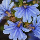 10 seeds - Extremely Rare - Lechenaultia floribunda Plant #ggvm5
