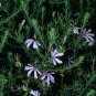 10 seeds - Extremely Rare - Lechenaultia floribunda Plant #ggvm5