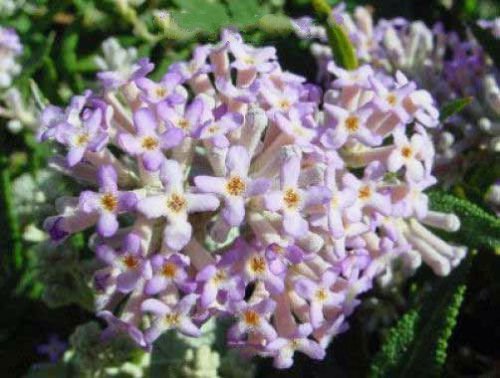 10 seeds - Eutrochium maculatum Gateway | Joe Pye Weed Plant #ggvm5